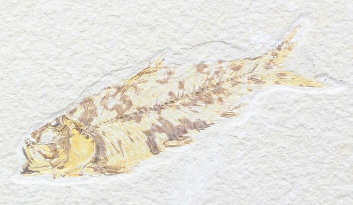 Bargain Knightia Fossil Fish - Wyoming #42376